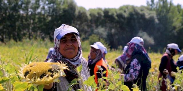 Çorum'da ayçiçeği hasadı sevinci
