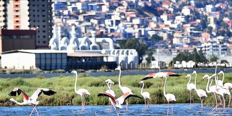 Doğaseverler İzmir'de bu festivali bekliyor