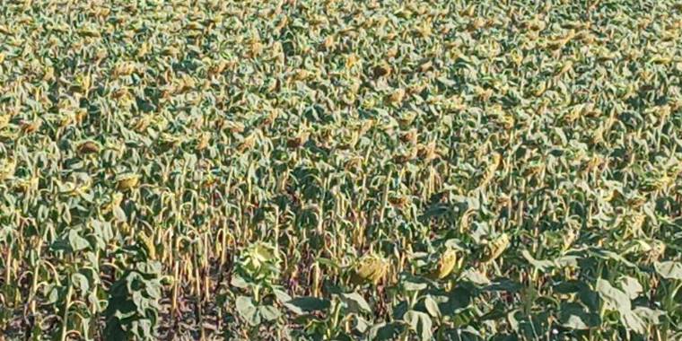 Ayçiçeği avans fiyatına ziraat odalarından tepki