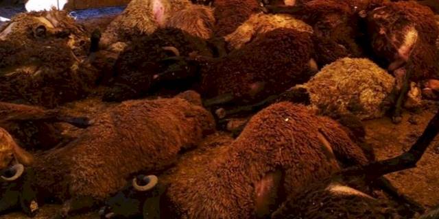 Bingöl Karlıova’da kuzular telef oldu