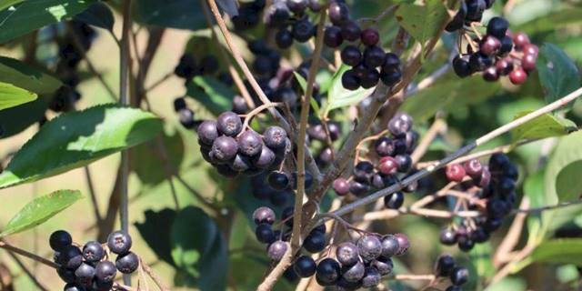 Çiftçilerin Aronya sevinci