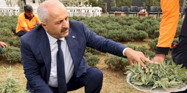 “Şifa Kapısında” bitki hasadı