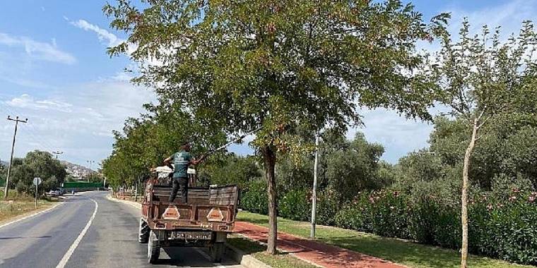 Milas Belediyesi mevsimsel bakım çalışmalarına devam ediyor