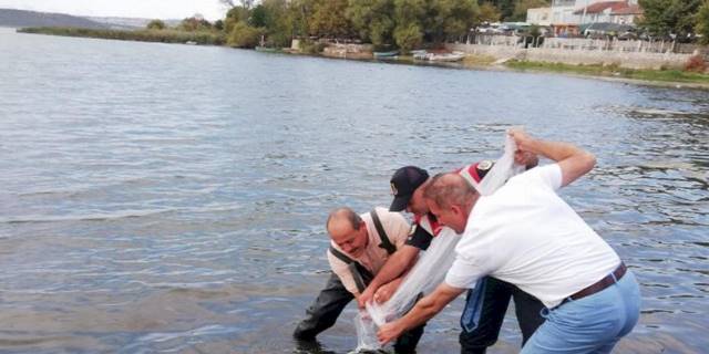 Bursa’da 4 milyona yakın sazan yavrusu göletlere bırakıldı