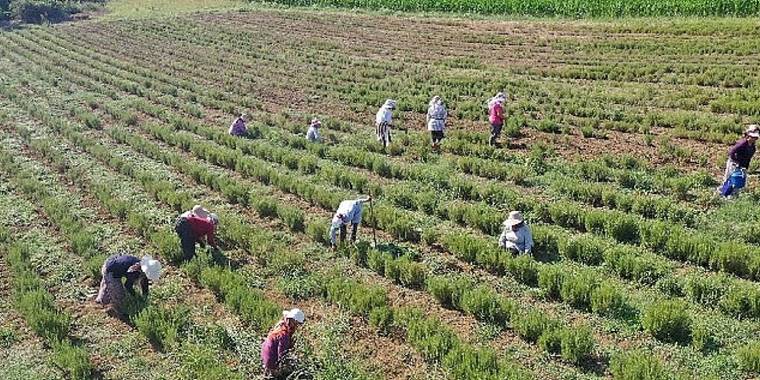 Tıbbi ve Aromatik Bitkilerin Hasadı Başladı