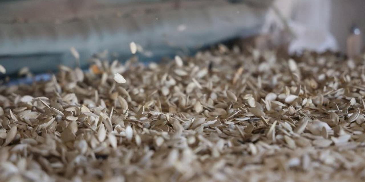 Kabak çekirdeği eleme tesisi Konyalı üreticiye kolaylık sağlıyor