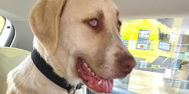 Kadıköy Belediyesi Geçici Hayvan Bakımevi'nden Sahiplendiği Görme Engelli Köpeğine Ev Kiraladı