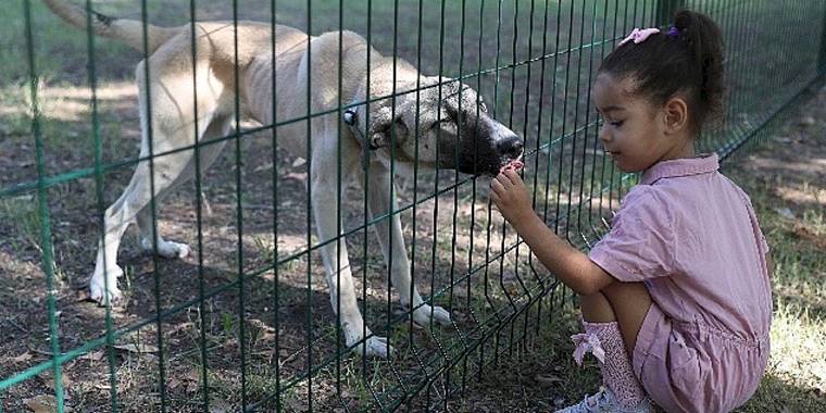 Büyükşehir Yavru Can Dostları Eğiterek Sahiplendiriyor
