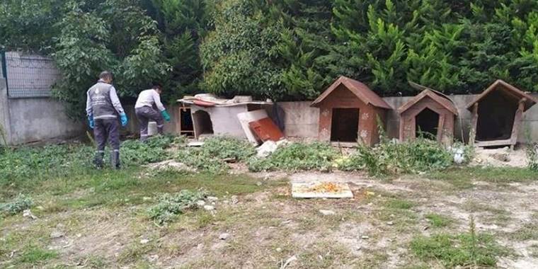 Esenyurt'taki kemirgen sorununa hızlı müdahale