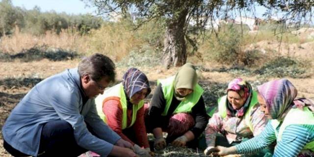 Edremit'te zeytin hasadı başladı