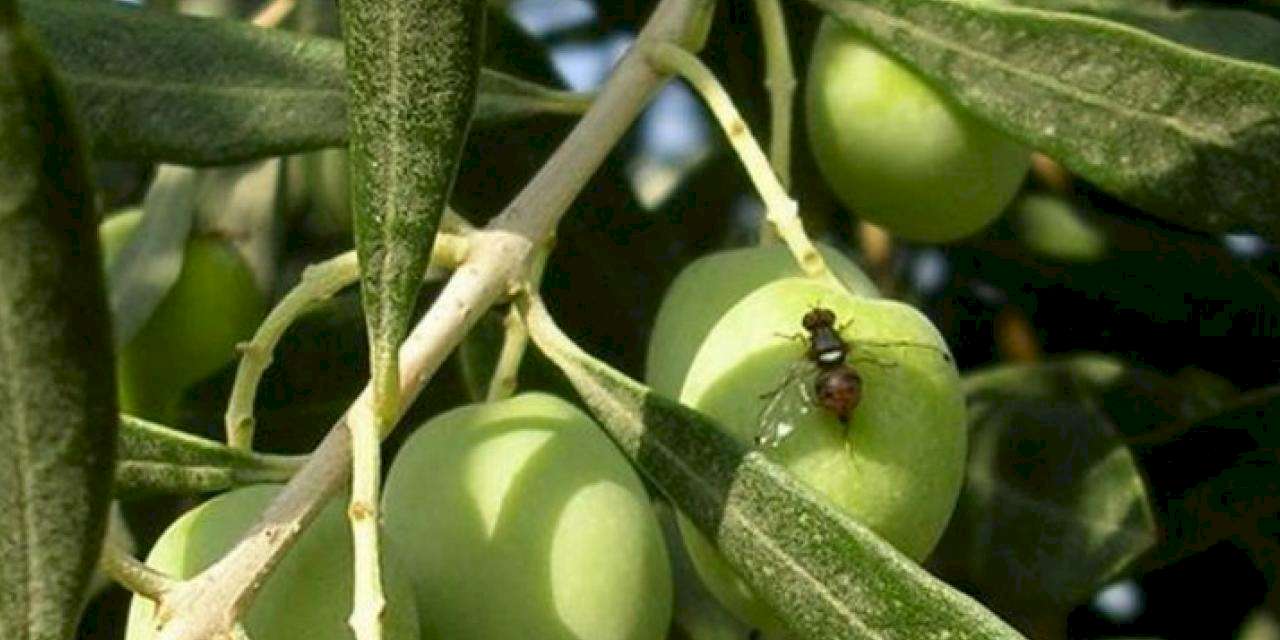 Bursa Mudanya'da zeytin sineği ile 5. mücadele başladı