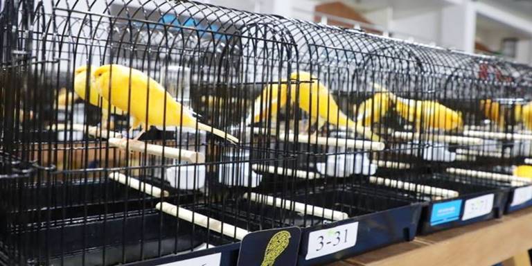 Dünyanın En Büyük Kanarya Yarışması Edremit'te