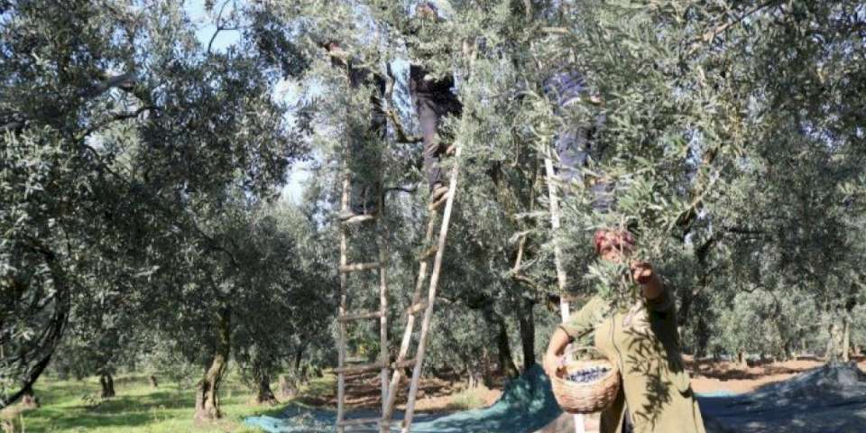 Zeytin alım fiyatları belli oldu... Tavan 110 TL, taban 47 TL