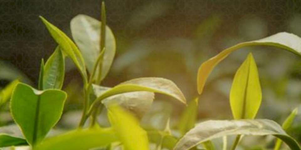 Rize'nin çay ihracatı 9,6 milyon doları aştı