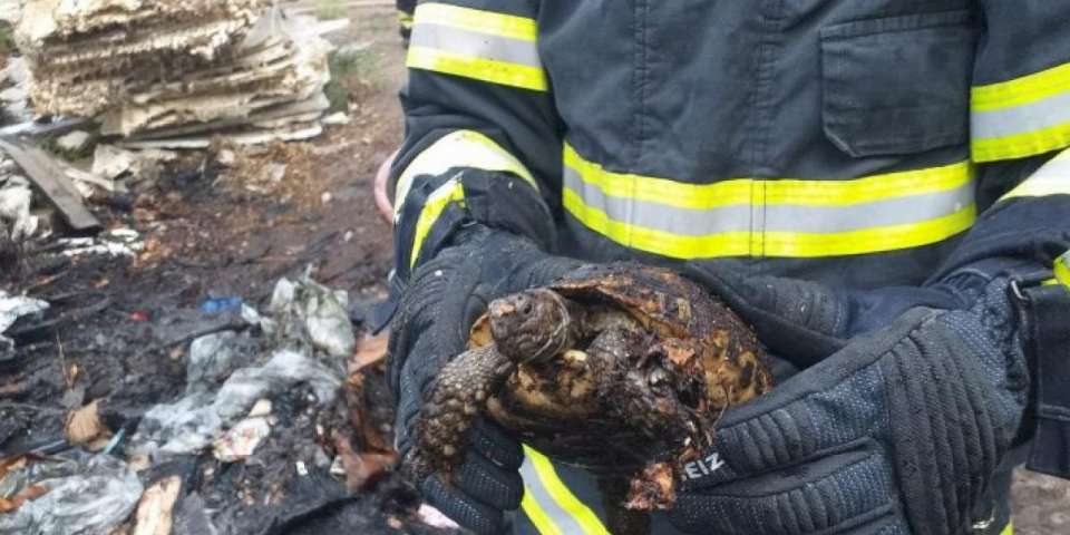 Yangından kurtarıldı, soğutuldu, doğaya salındı