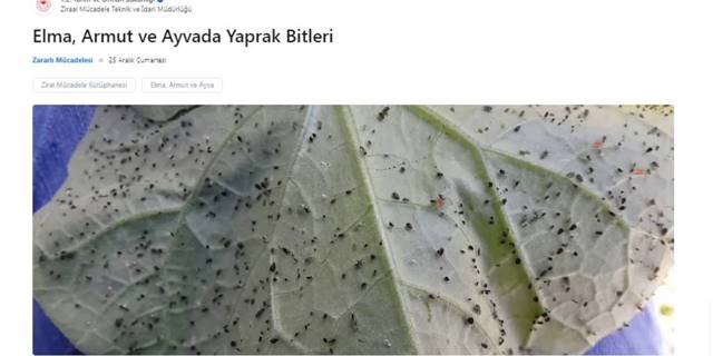 Yaprak Biti Nedir?
