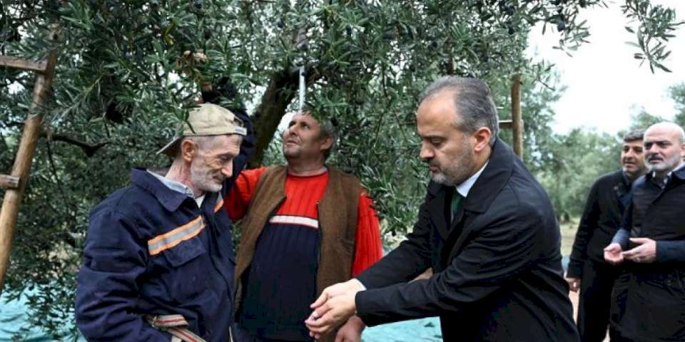 Bursa Büyükşehir'den zeytin üreticilerine yaygı desteği