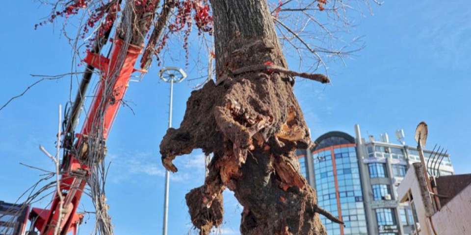 Sivas'ta 'Tek Ağaç', asırlık çınarla değişti!