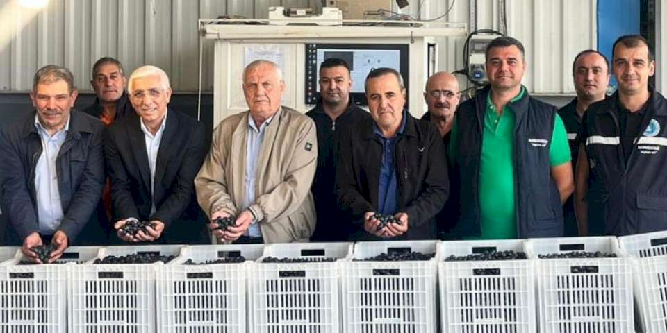 Marmarabirlik'ten zeytin üreticilerine ikinci dilim ödeme 24 Kasım'da