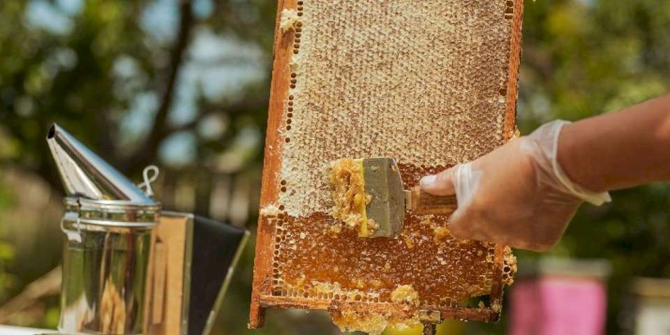 Sahte ballara el atıldı... 3 ay sonra başlıyor!