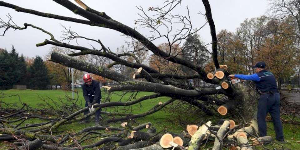 Bursa'da devrilen 350 ağaç kaldırılıyor