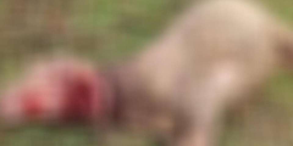 Düzce’de sahipsiz köpekler 3 koyunu telef etti