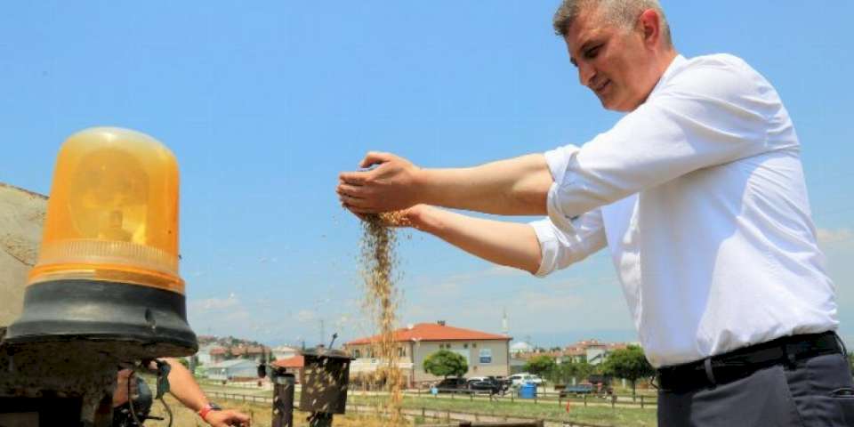 Gölcük'te bu kez yem bitkisi yetişecek