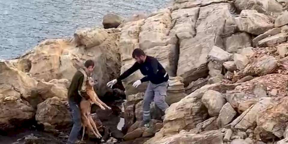 Bodrum'da denize düşen köpek kurtarıldı