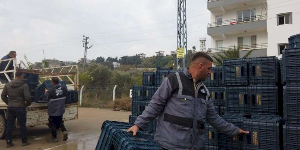 Hataylı zeytin üreticisine sandık dağıtımı