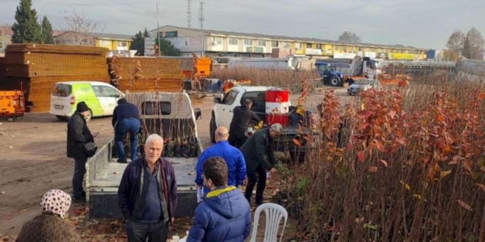 Kocaeli'nin yüzde 50 hibeli meyve fidanları dağıtılıyor