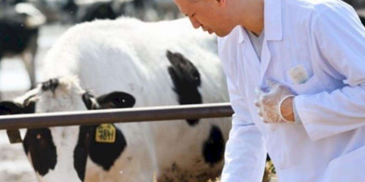 Veterinerlik hizmetleri arttı