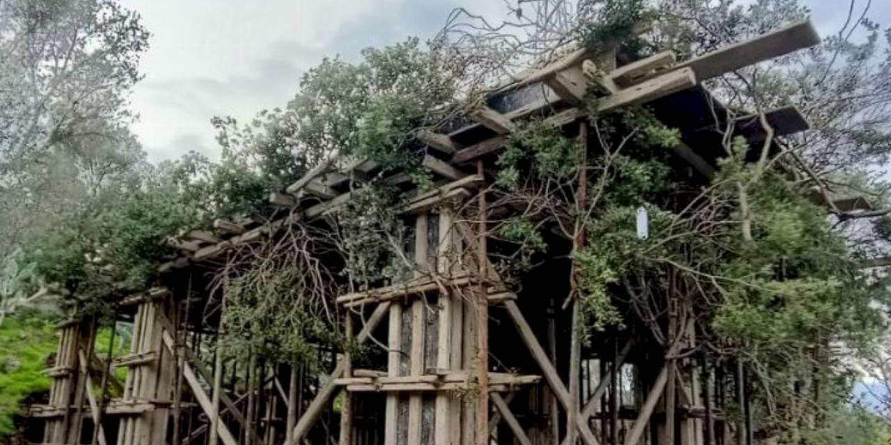 Bodrum'da kaçak inşaatı ağaç dallarıyla gizlemeye çalıştılar