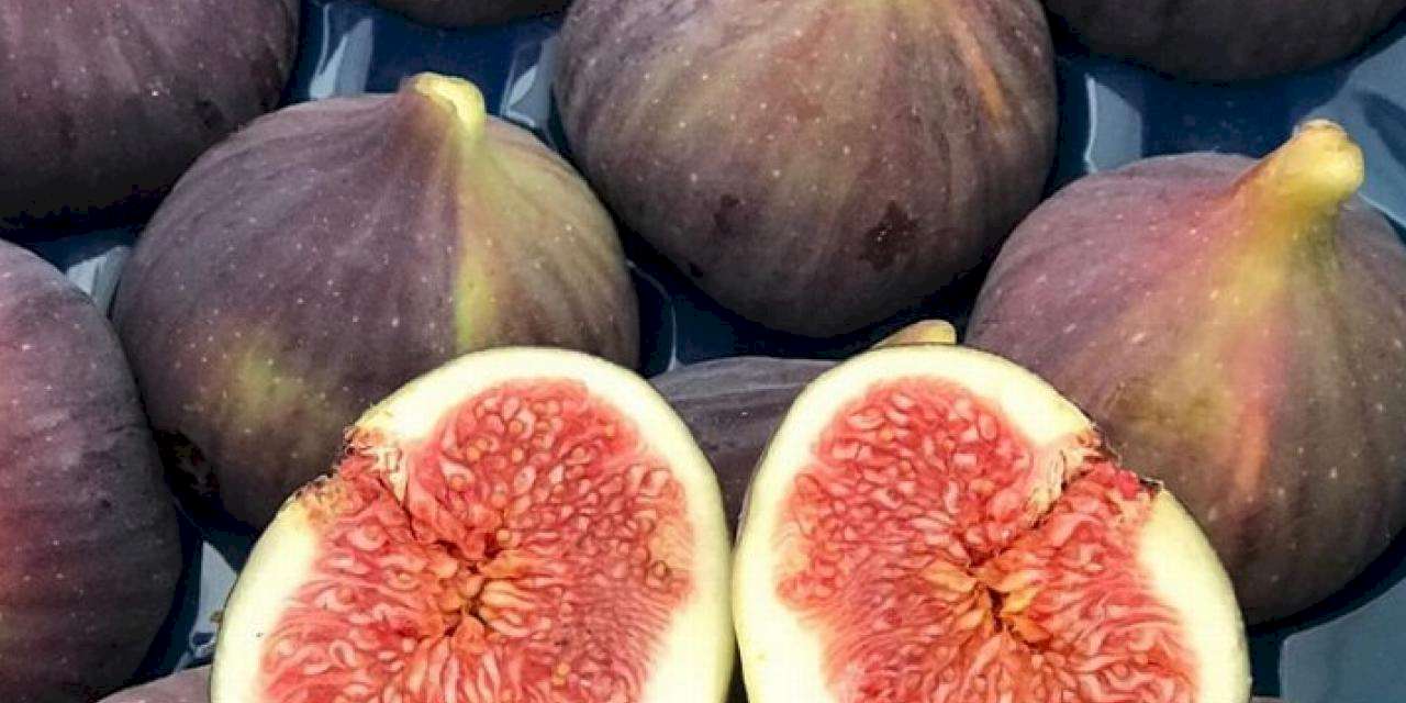 'Bursa Siyahı' AB tescili bekliyor