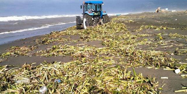 Hatay'ın deniz ve sahilleri Büyükşehir'le temizleniyor