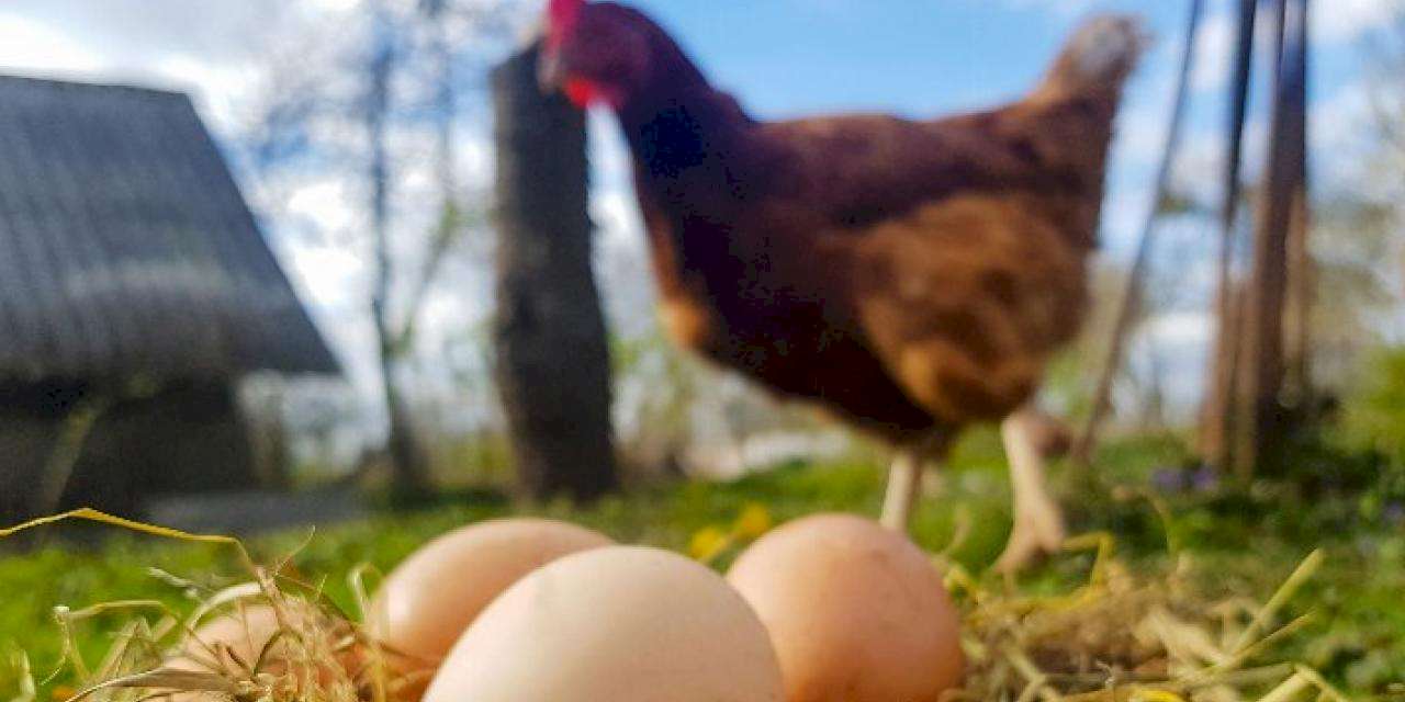 2 milyara yakın yumurta üretildi
