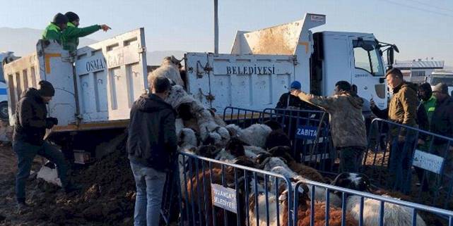 Tarım arazilerine zarar veren koyunlara Osmangazi Zabıtası'ndan müdahale