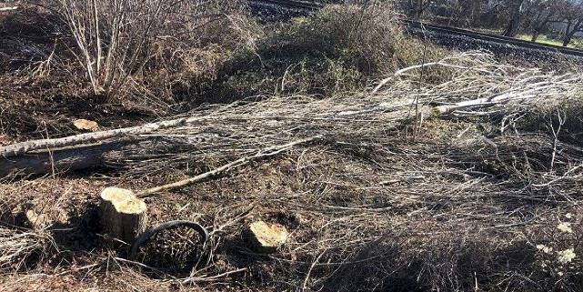 Kestiği ağaç üzerine devrildi