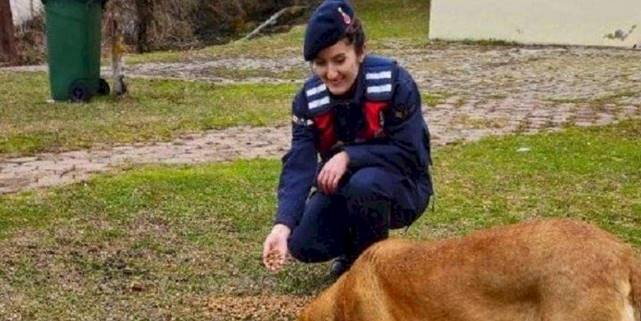 Jandarma sokak hayvanlarını unutmadı