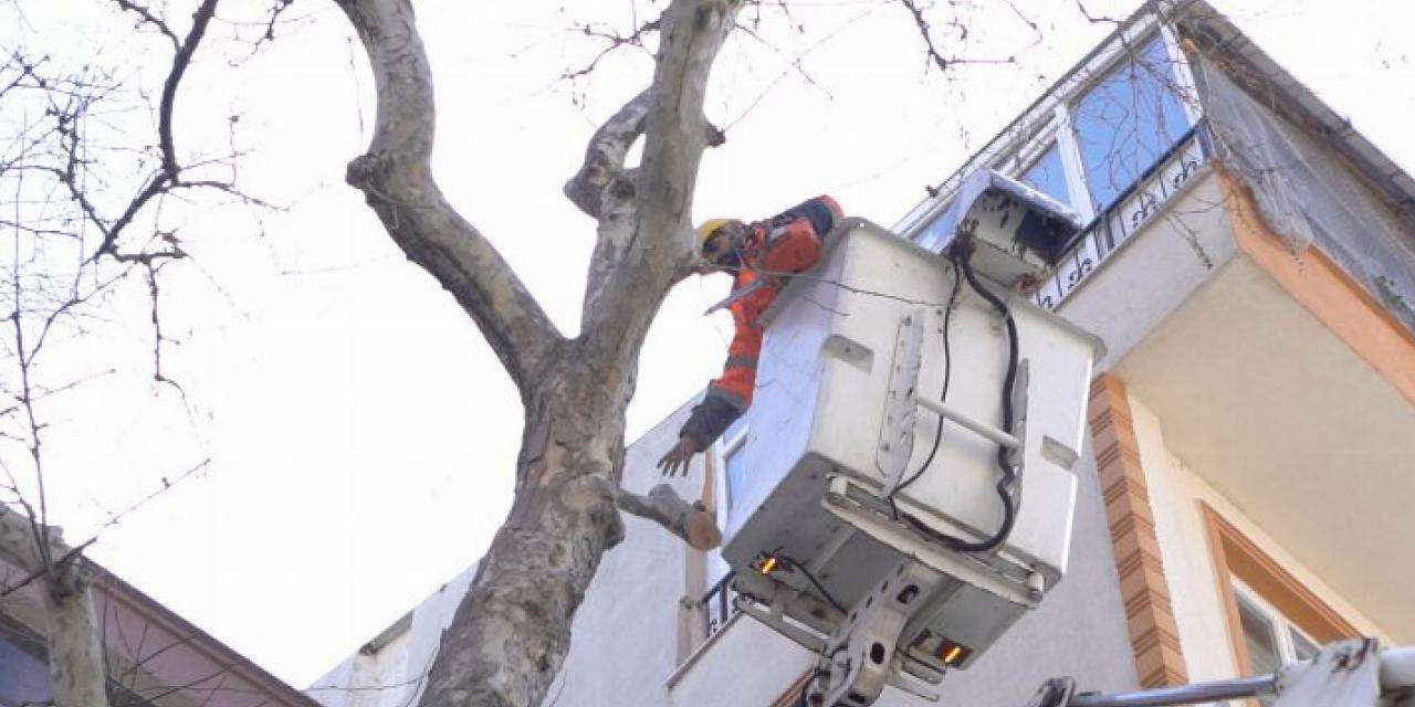 Balıkesir Bandırma'da ağaçlara bakım