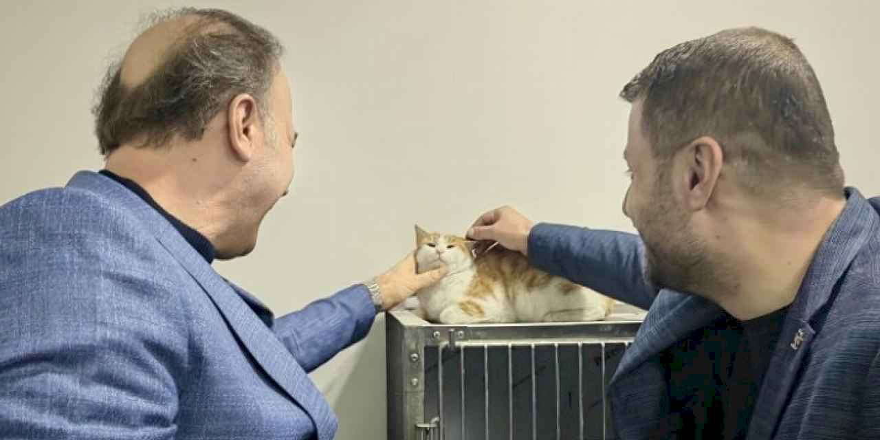 Sakat kediye büyükşehir adayı Erin sahip çıktı