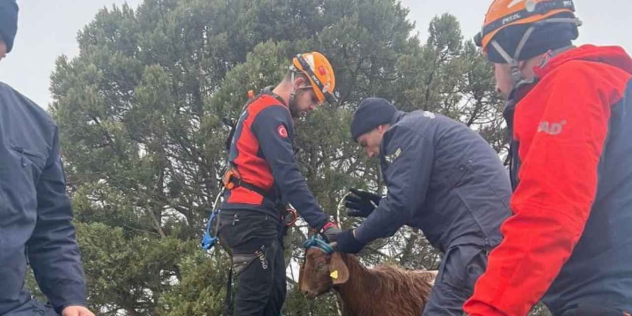 Kayalıklarda mahsur kalan hayvanı Jandarma ve AFAD ekipleri kurtardı