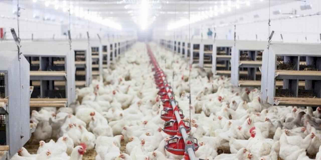 Tavuk yumurtası üretimi artarken, tavuk-hindi eti üretimi azaldı