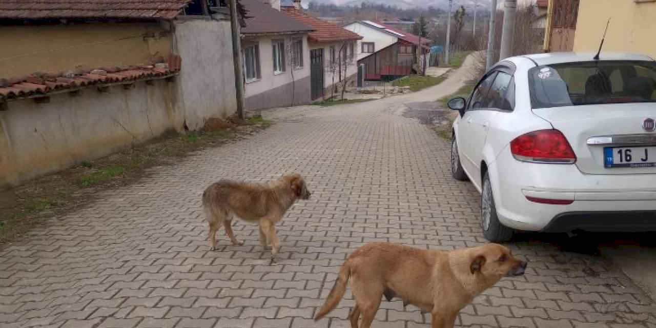 Bilecik’te evcil hayvan sahipleri uyarıldı