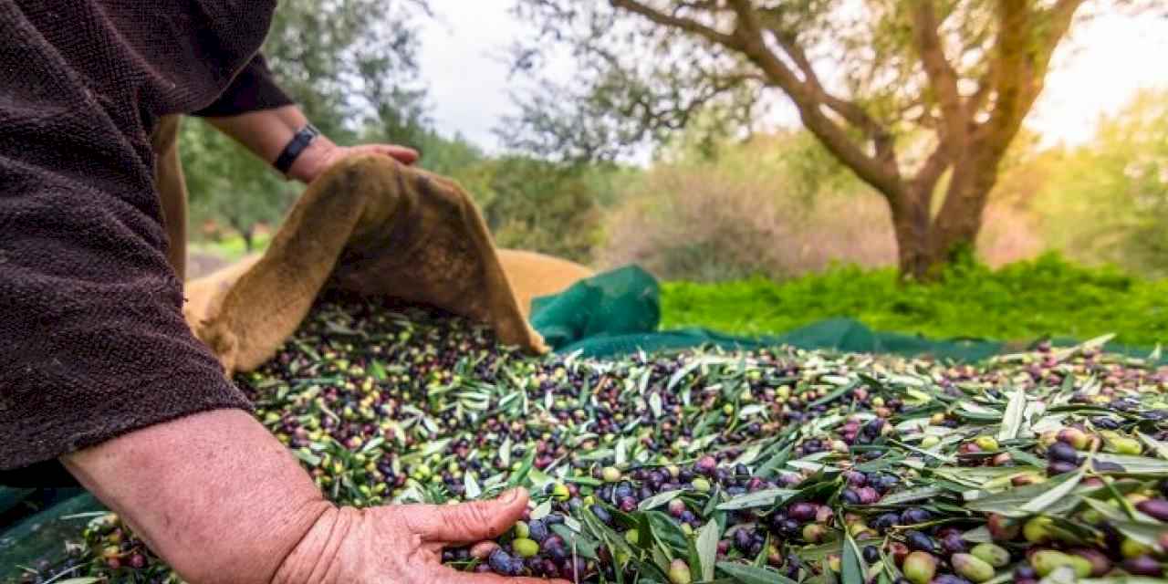 Türk zeytinini en çok Almanlar, Iraklılar ve Romanyalılar tüketti