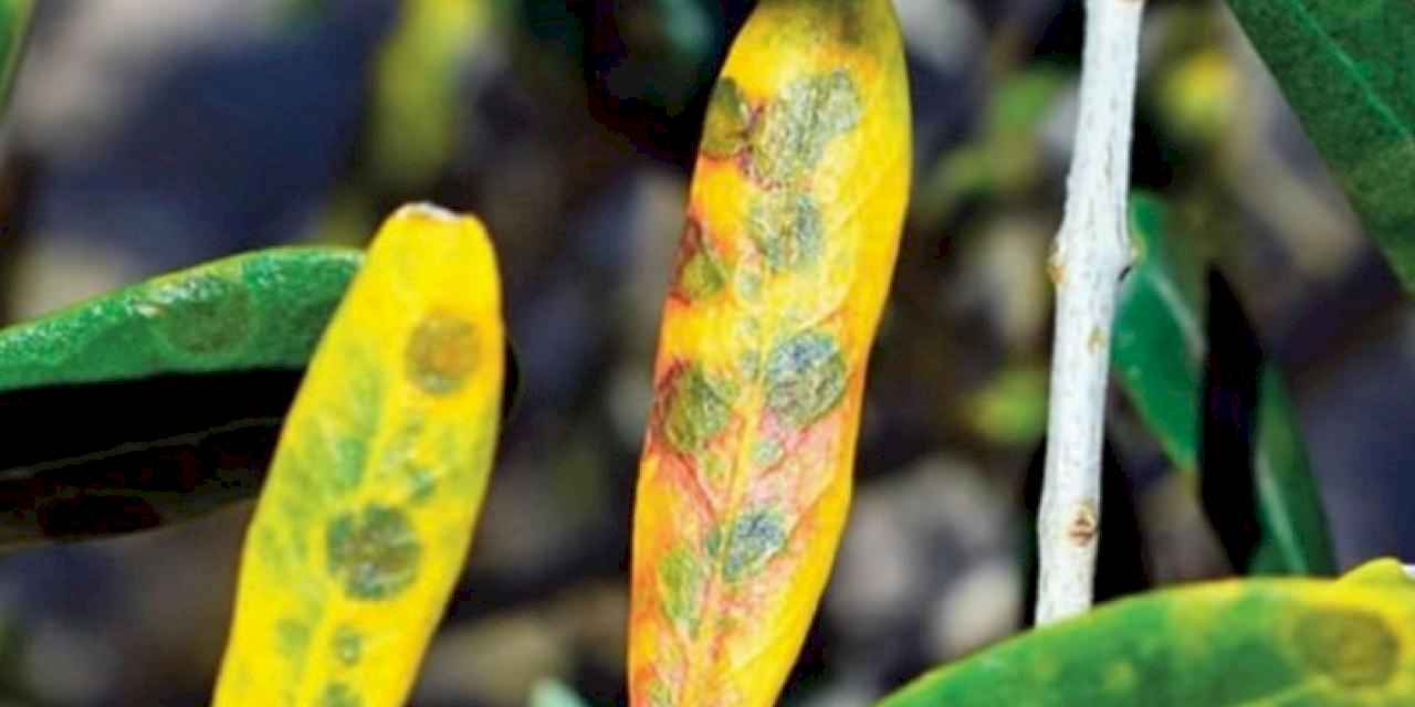 Bursa Mudanya'da zeytin üreticilerine 'halkalı leke' uyarısı