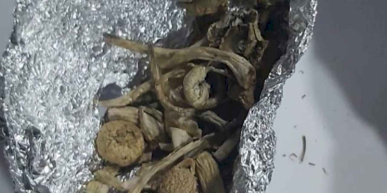 Bursa Mudanya'da 'Sihirli Mantar'a 1 gözaltı!