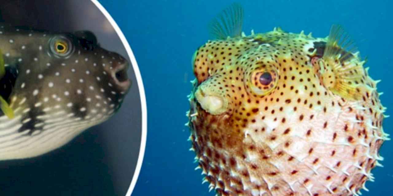 Biyoçeşitlilik için destekleme oranı yüzde 400 arttı!