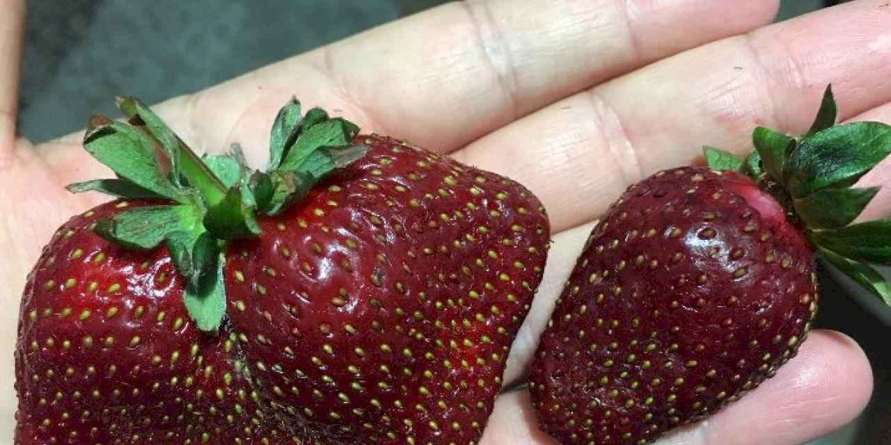 Pazardan alan vatandaş şaşırdı! Bu çilekler hormonlu mu?