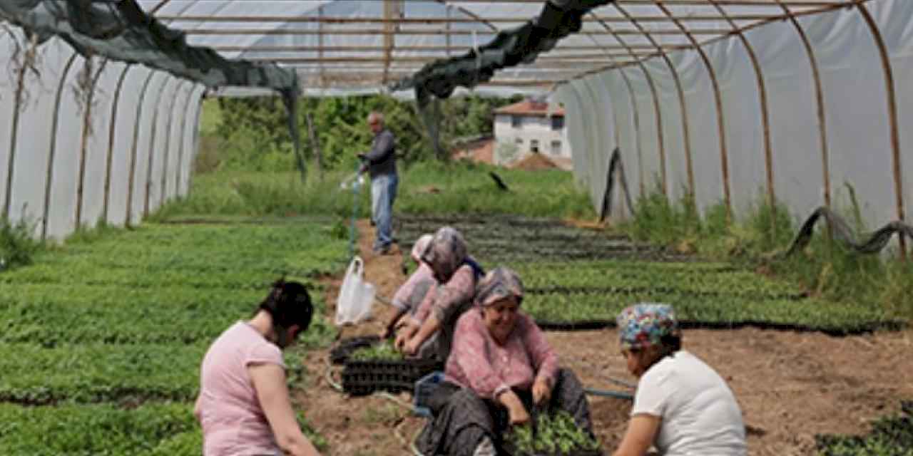 Kocaeli'den yüzde 75 hibeli tarım desteği