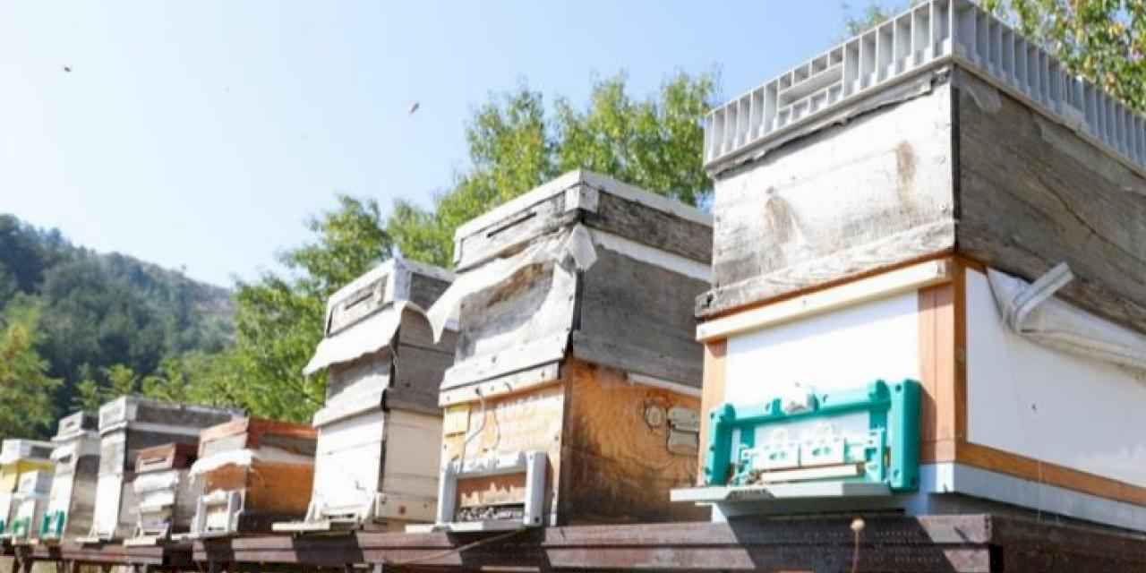 Bursa İnegöl arıcılık ve balda da marka olacak... Karaçalı'na coğrafi işaret alınacak